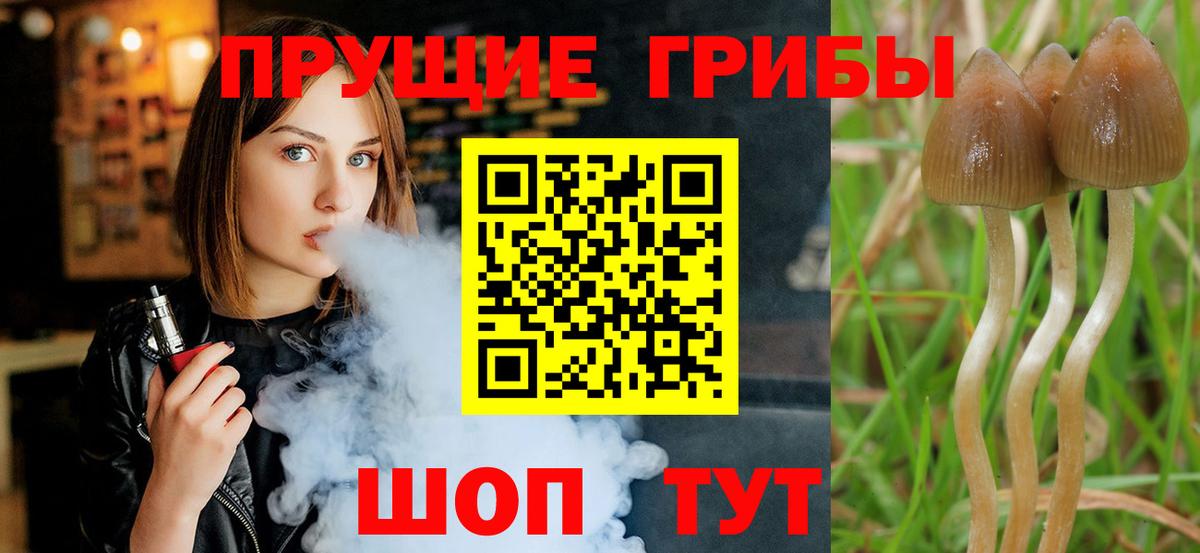 Галлюциногенные грибы Psilocybine cubensis Самара
